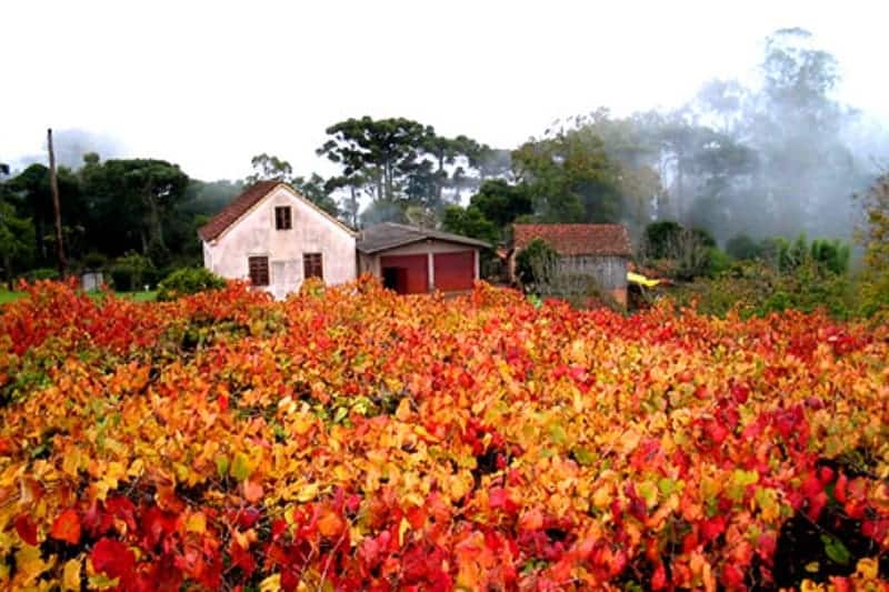 https://projetos.ss2.com.br/btgviagens/wp-content/uploads/2019/09/Bento-gonçalves-8.jpg