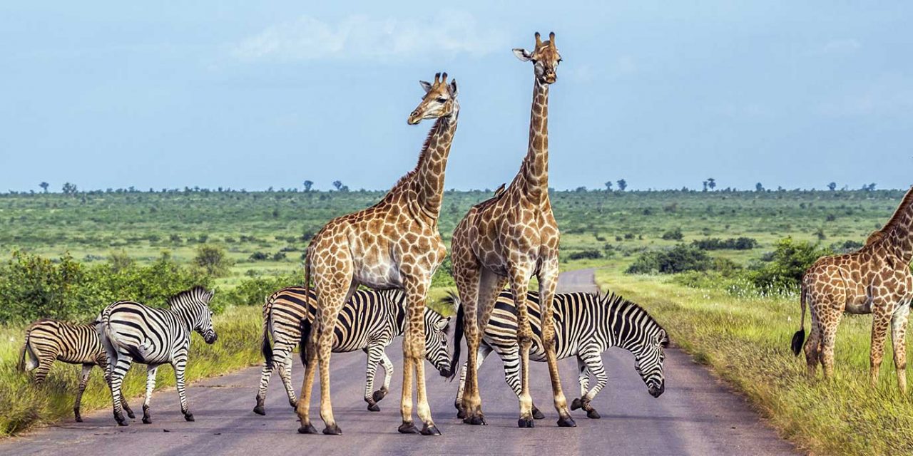 https://projetos.ss2.com.br/btgviagens/wp-content/uploads/2019/09/pacotes-de-viagens-banner-destino-africa-africa-do-sul-kruger-national-park-1280x640.jpg