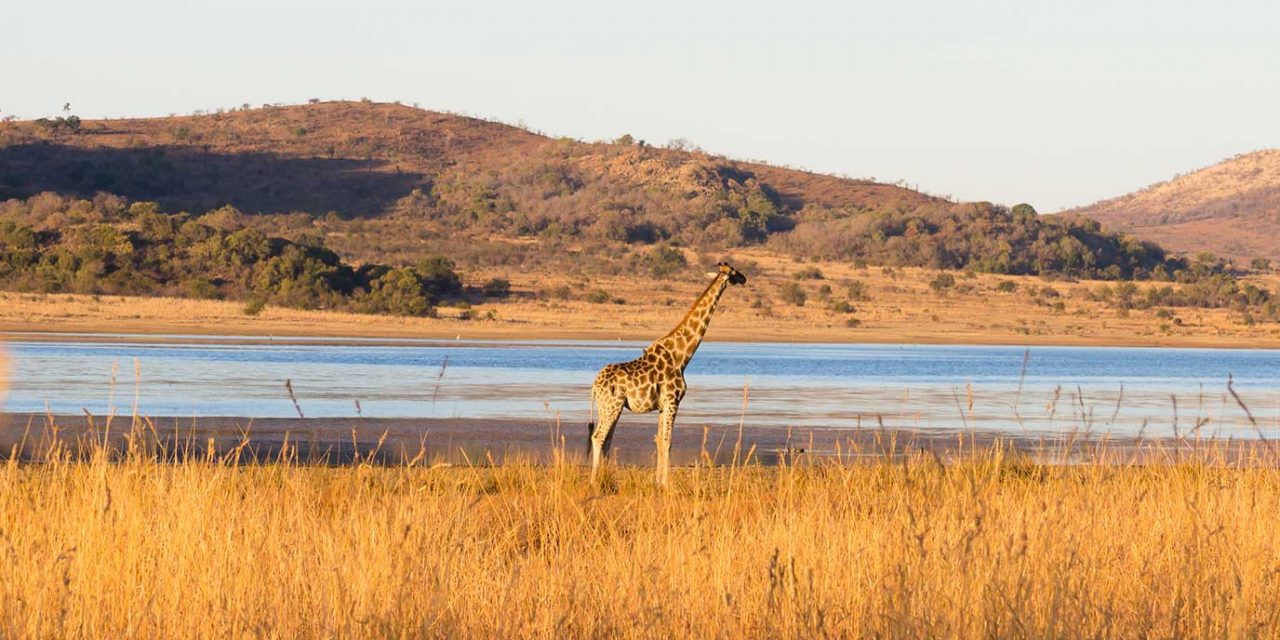 https://projetos.ss2.com.br/btgviagens/wp-content/uploads/2019/09/pacotes-de-viagens-banner-destino-africa-pilanesberg-national-park-1280x640.jpg