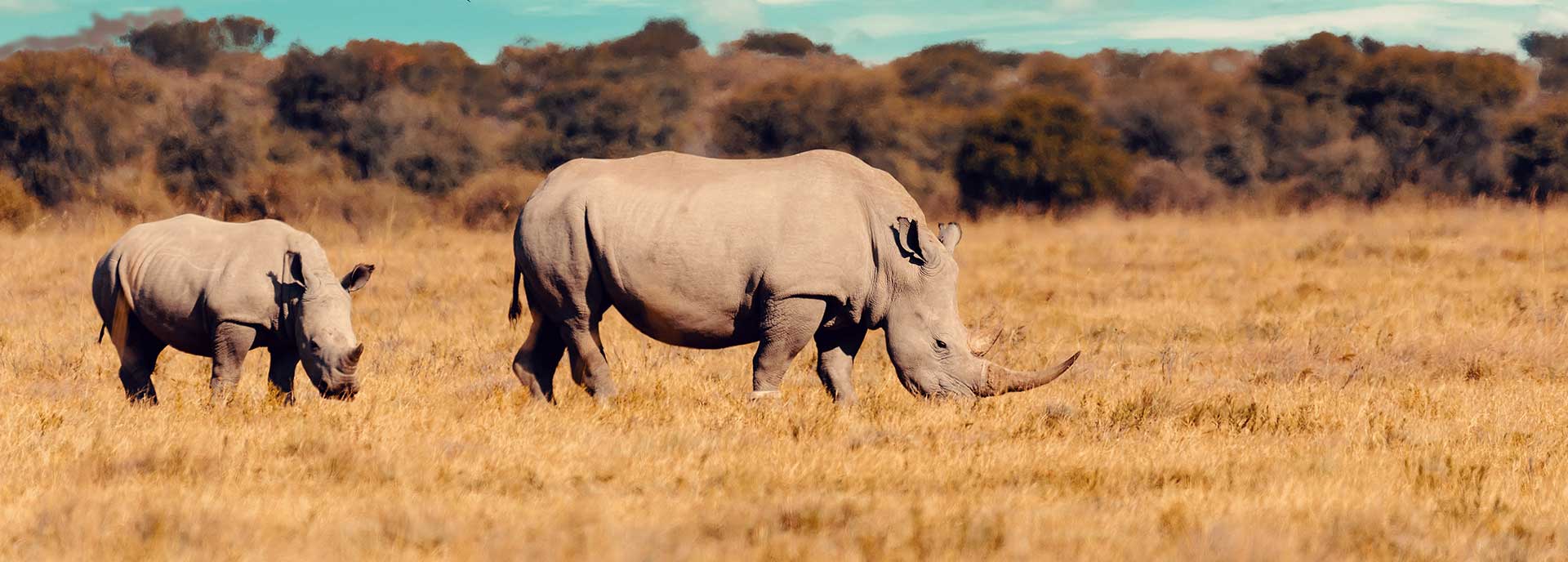 Pacotes de viagem para a África - Botswana